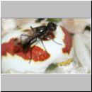 Sepsis cynipsea ~ fulgens - Schwingfliege 04 4mm.jpg